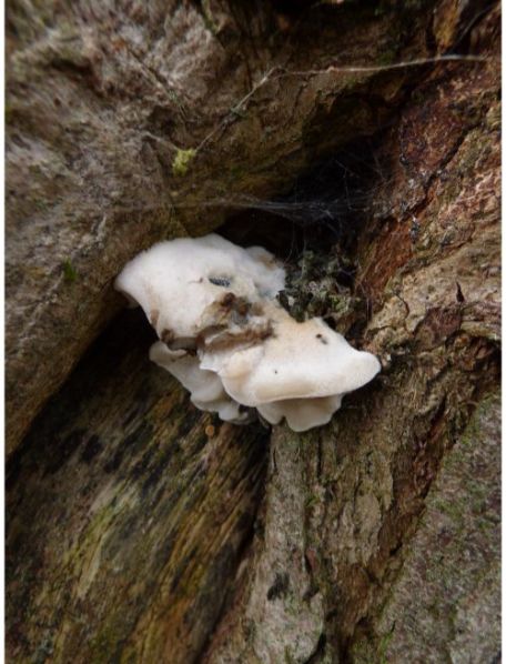 Fruit body (susp. Postia subcaesia) on willow in Basildon, UK.